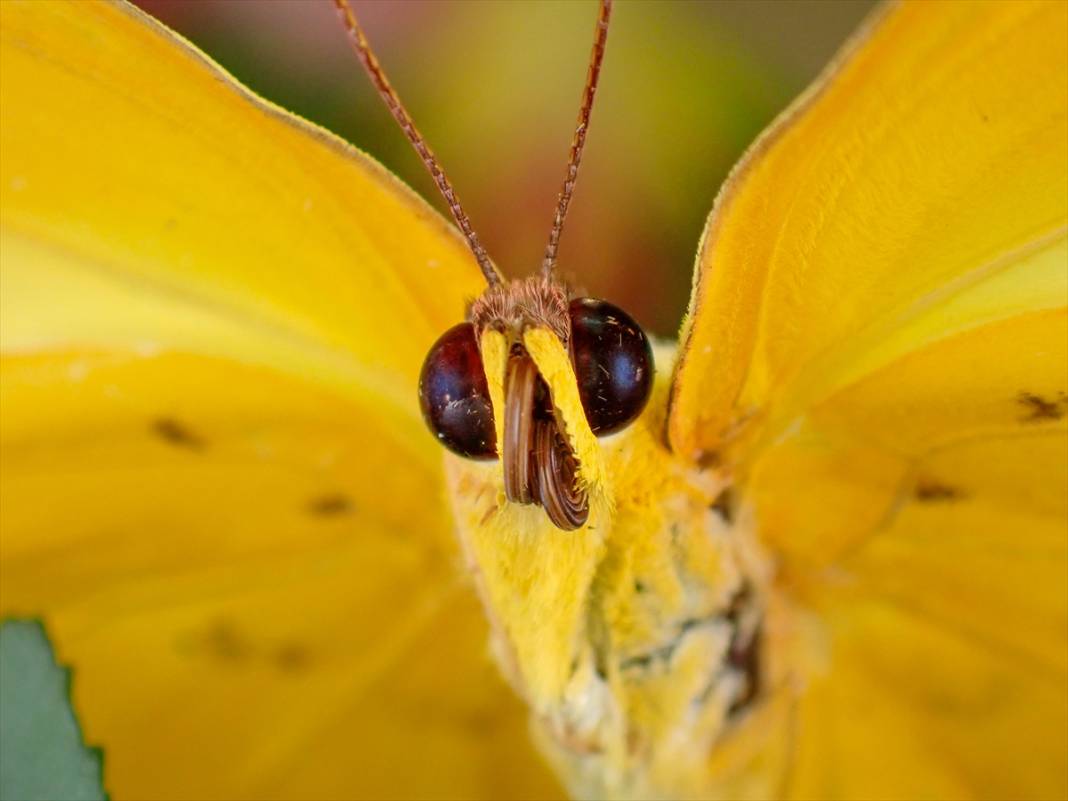 Konya’nın ünlü bahçesindeki detaylar tüyler ürpertti: İyi ki küçükler 13